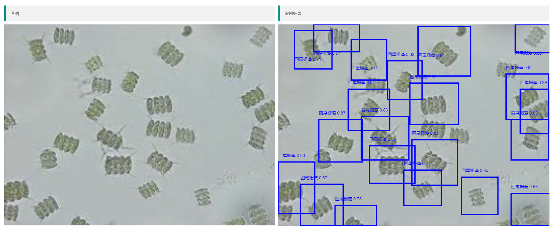 中国环科院基于深度学习的藻类识别系统